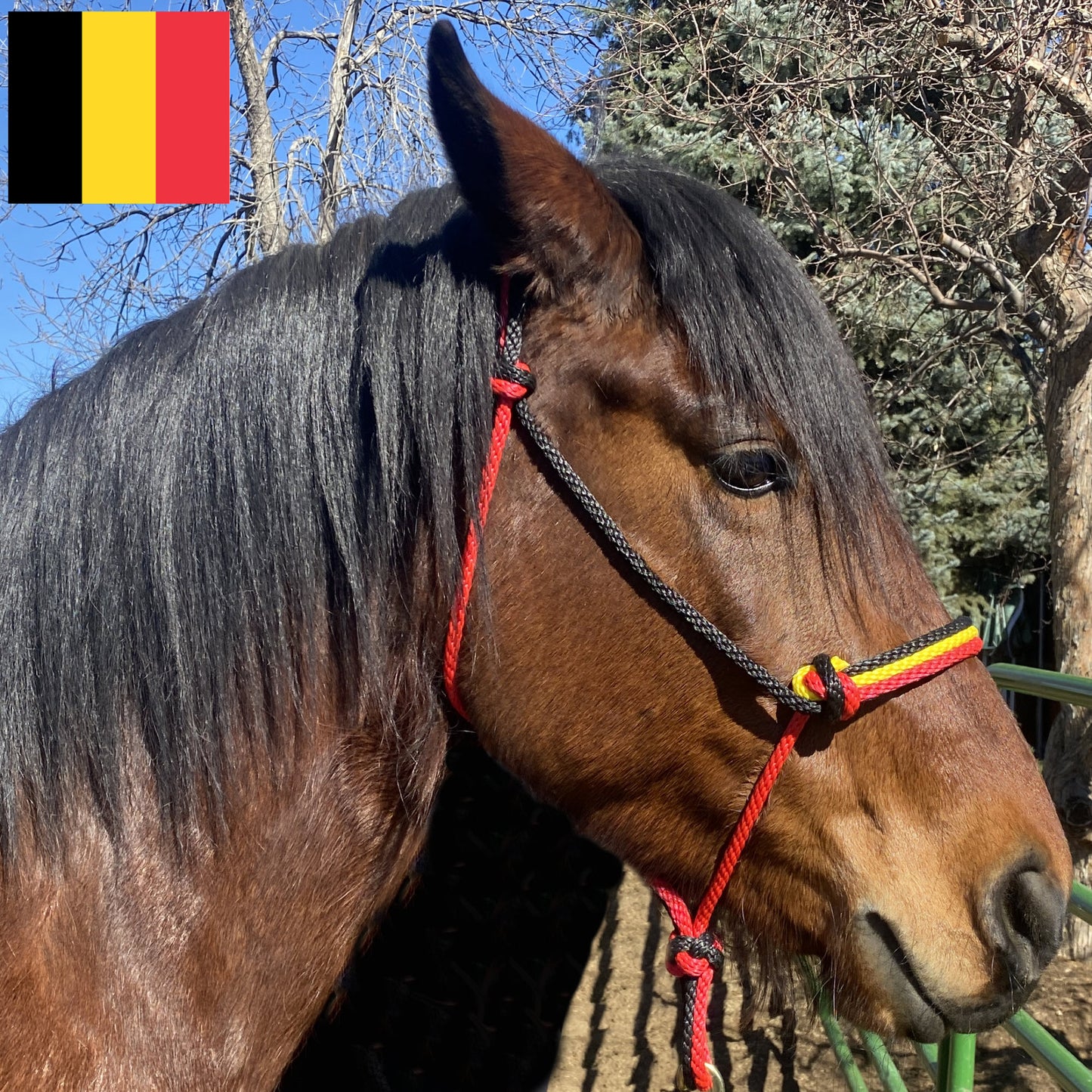 Belgium Flag Colors - Black, Yellow & Red Rope Halter for Horses | Original Handmade Design