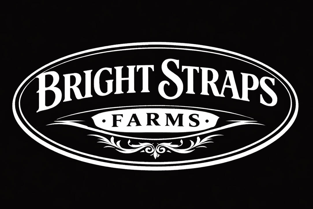 Equine Business Branding | Black & White Halter for Horses | Two Band | Original Handmade Design