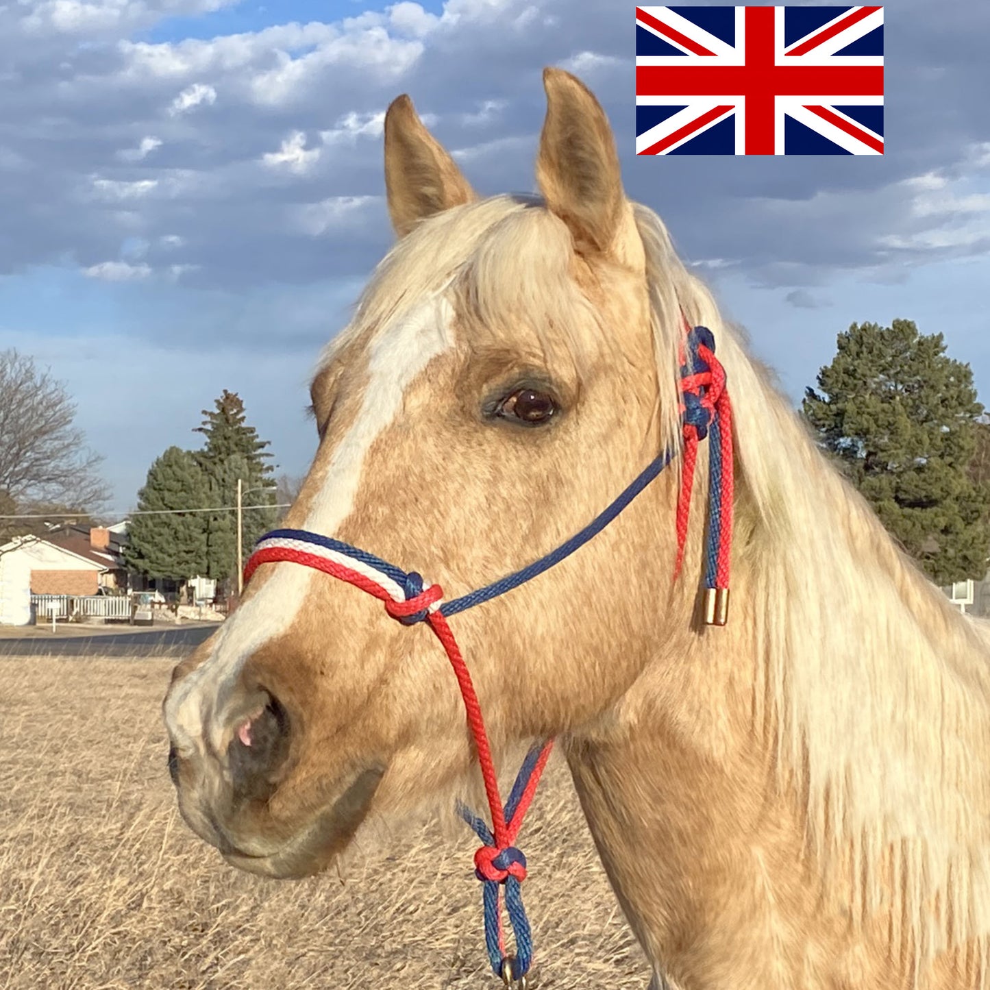United Kingdom (UK) Flag Colors - Navy Blue, White & Red Rope Halter for Horses | Original Handmade Design