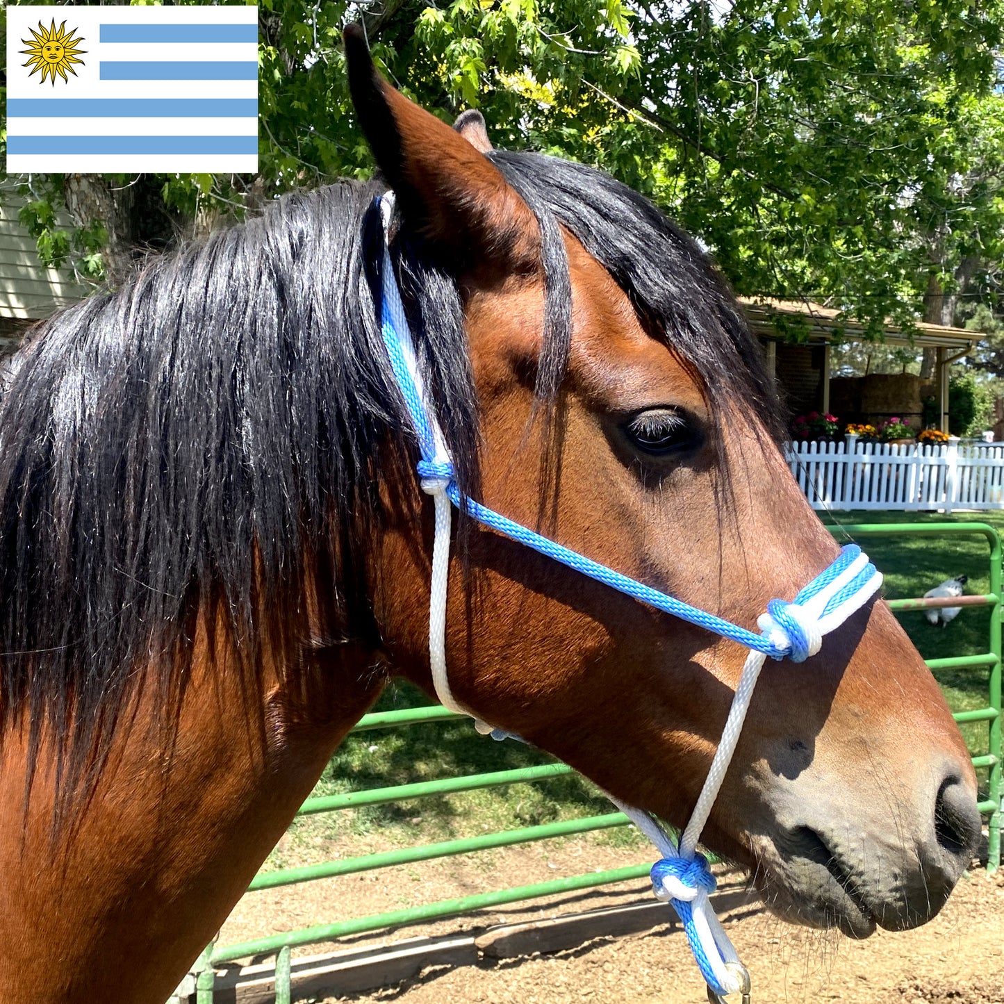 Uruguay Flag Colors - Sky Blue & White Rope Halter for Horses | Original Handmade Design