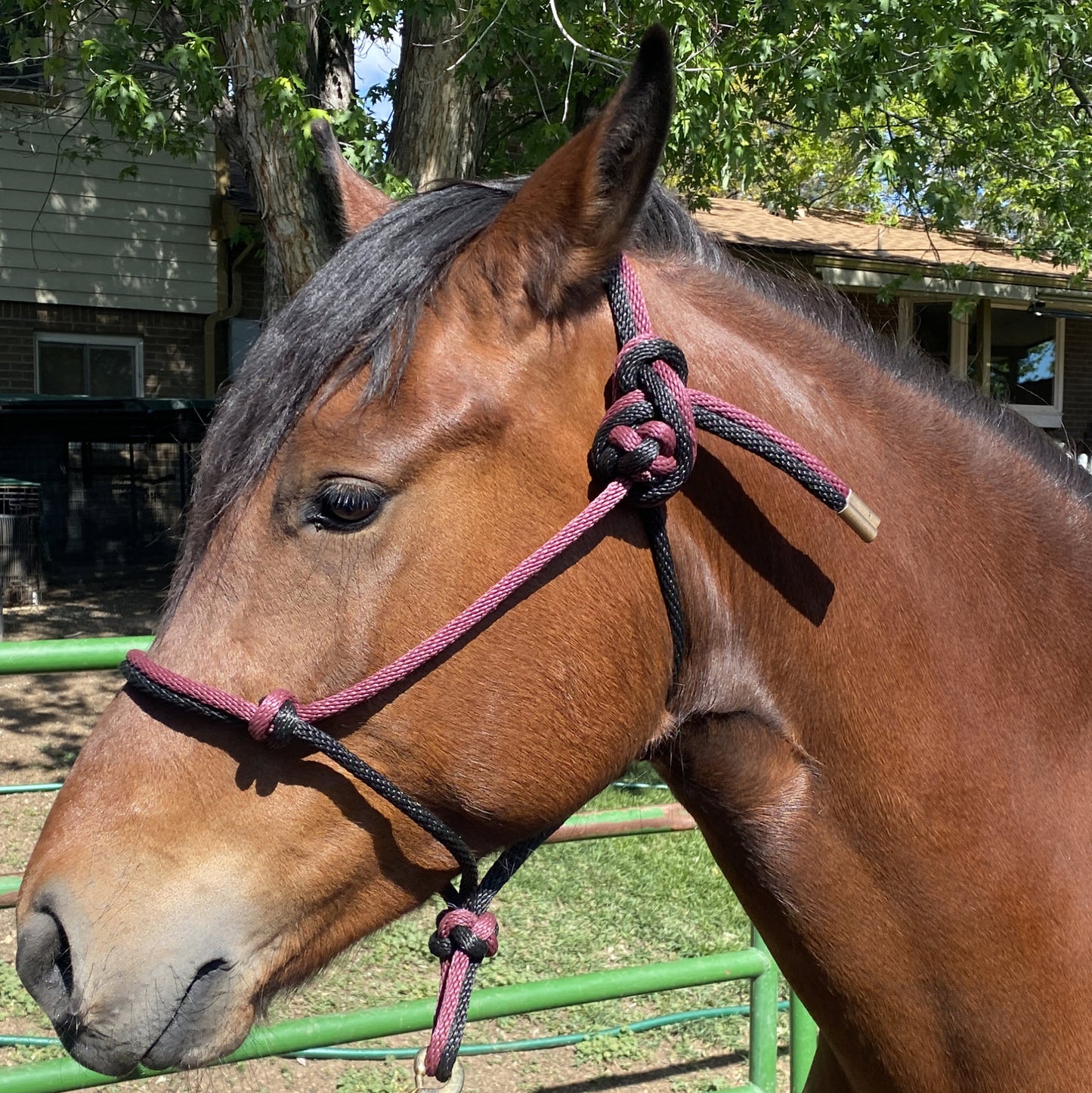 Western Classics | Burgundy & Black Rope Halter for Horses | Two Band | Original Handmade Design