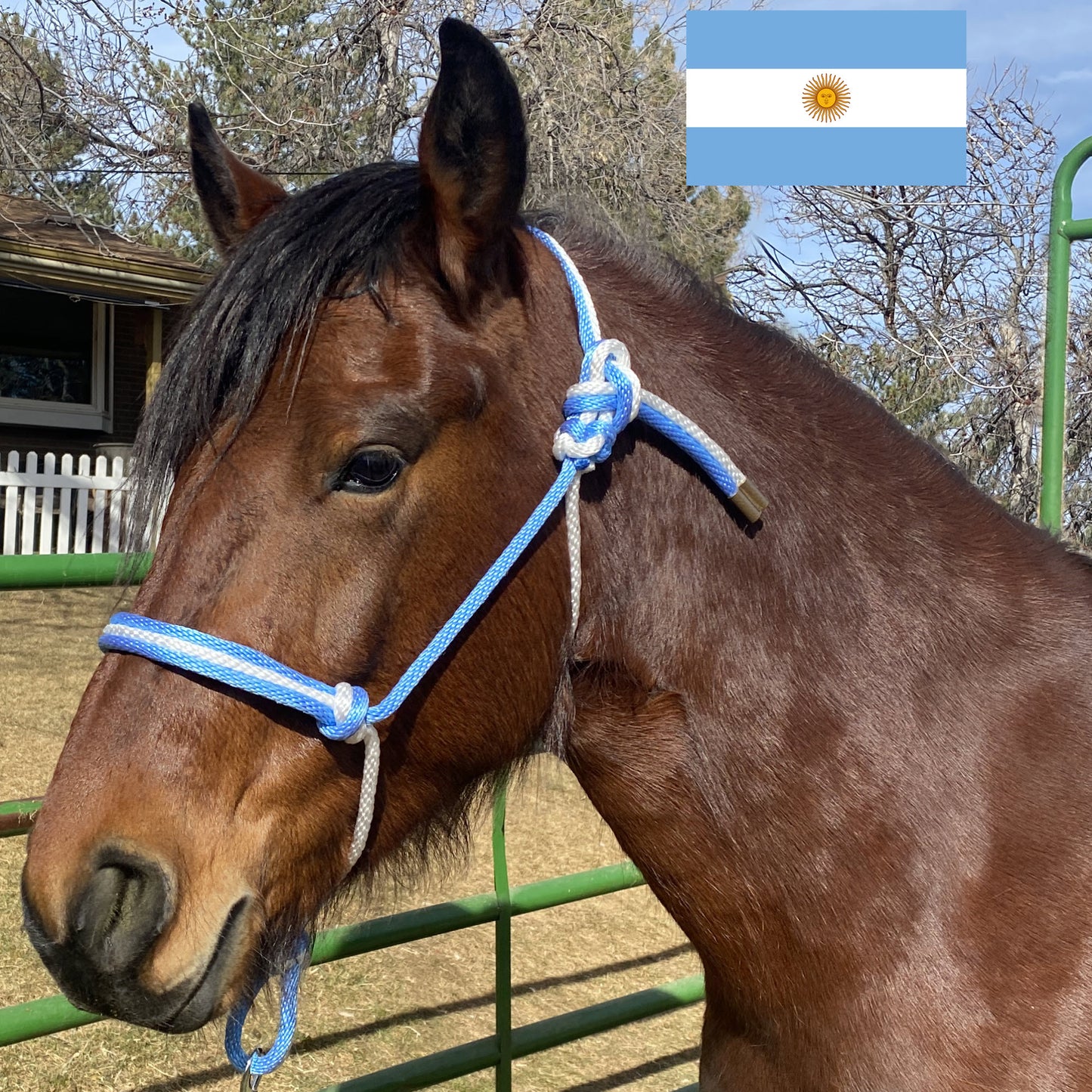Argentina Flag Colors - Sky Blue & White Rope Halter for Horses | Original Handmade Design