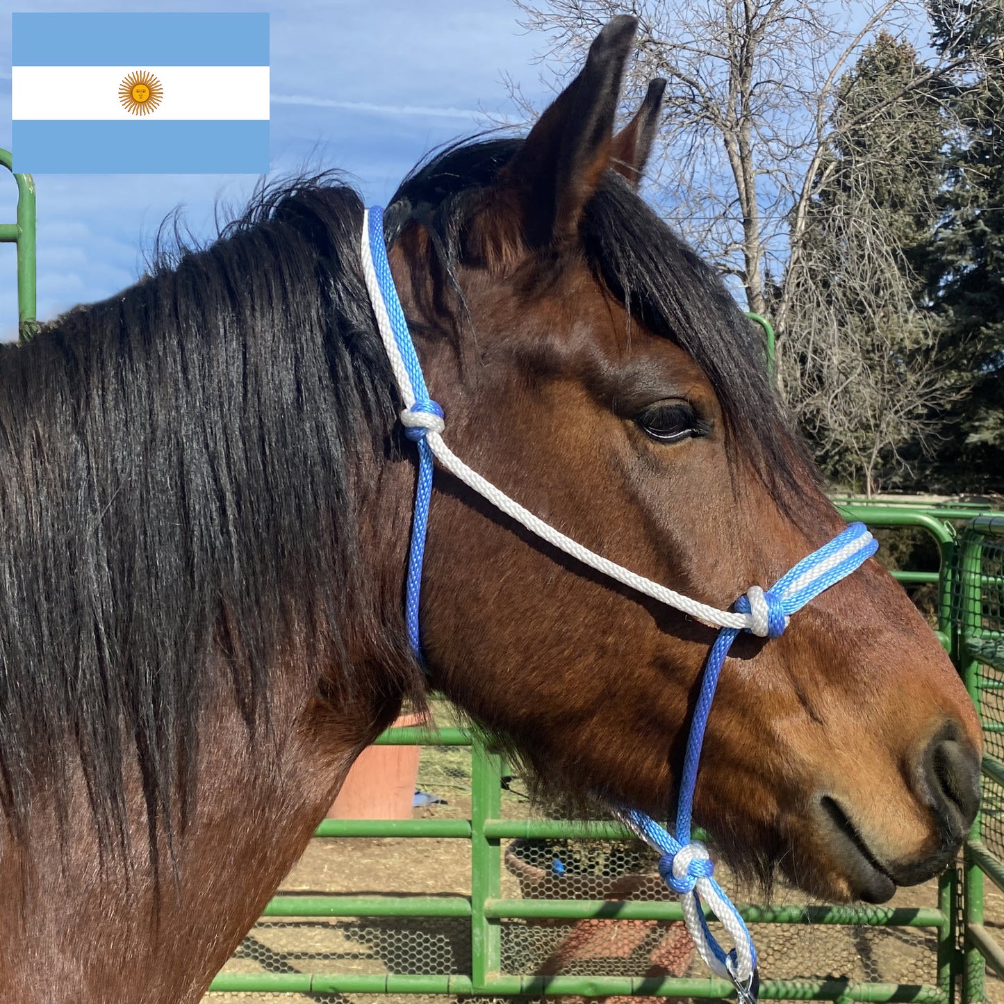 Argentina Flag Colors - Sky Blue & White Rope Halter for Horses | Original Handmade Design