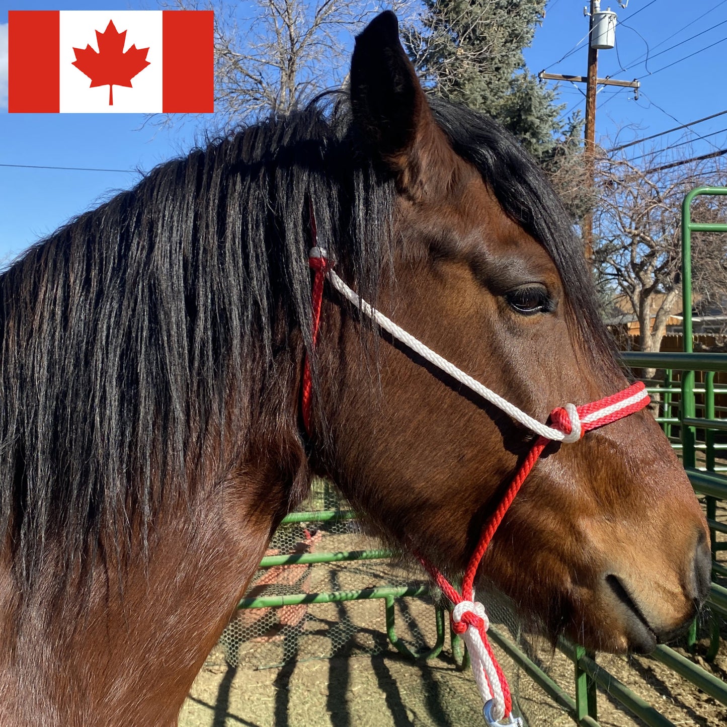 Canada Flag Colors - Red & White Rope Halter for Horses | Original Handmade Design