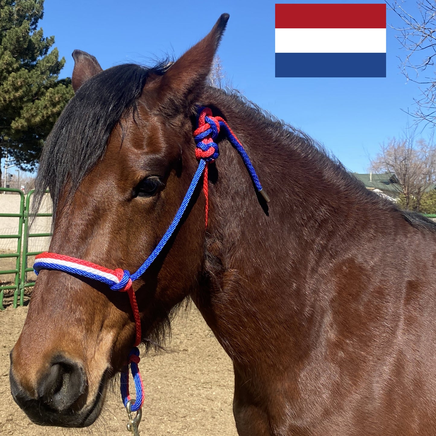 The Netherlands Flag Colors - Red, White & Royal Blue Rope Halter for Horses | Original Handmade Design