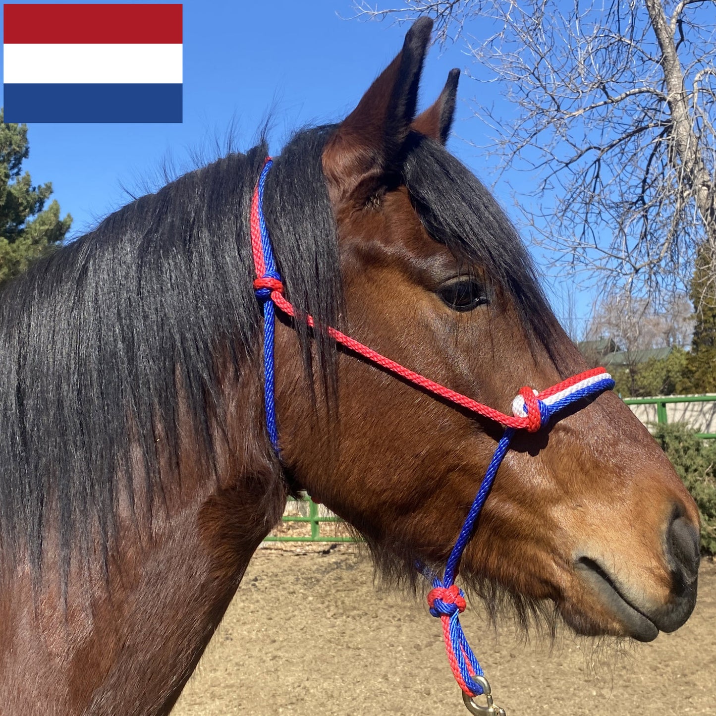 The Netherlands Flag Colors - Red, White & Royal Blue Rope Halter for Horses | Original Handmade Design