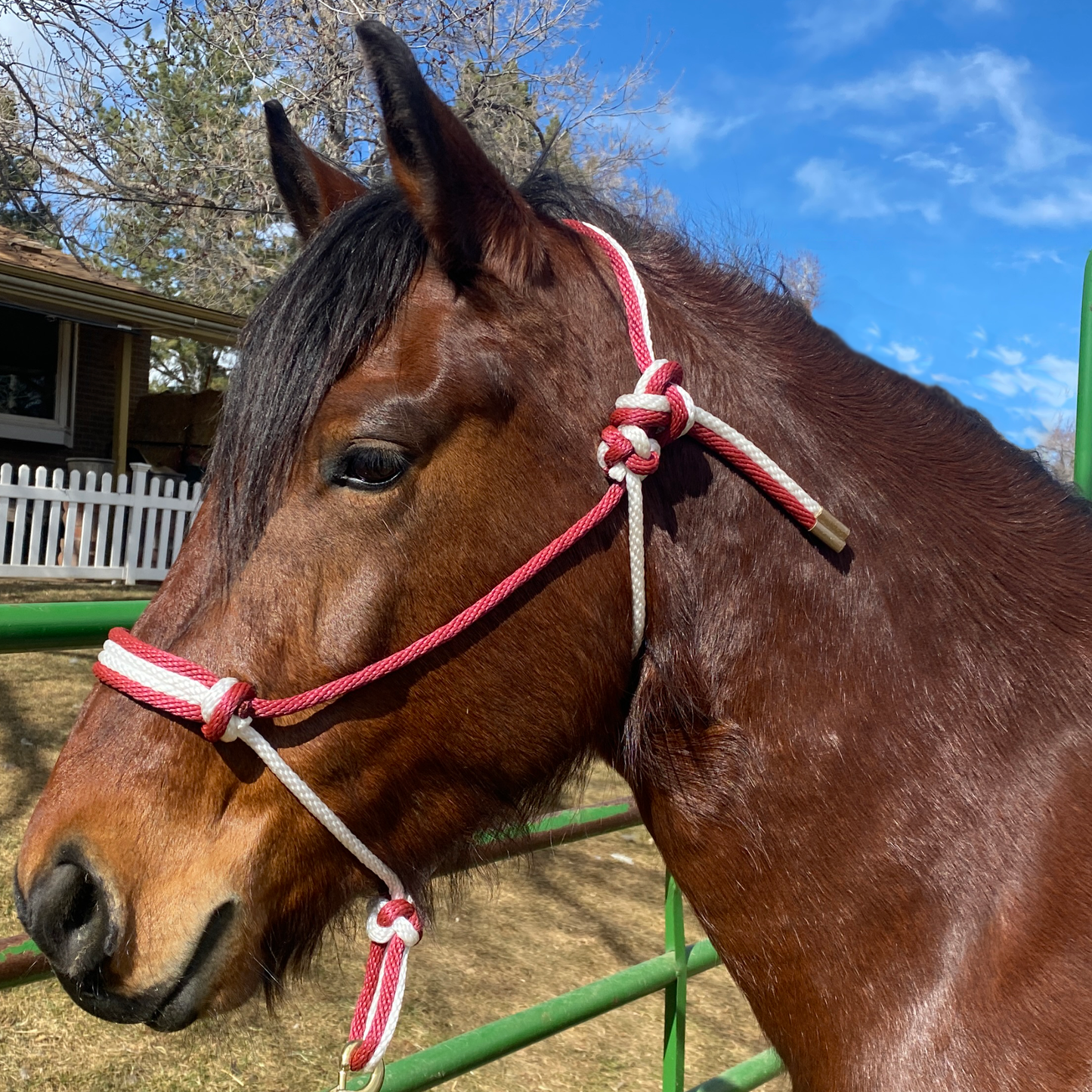 Equine Business Branding | Burgundy & White Rope Halter for Horses | Quad Band | Original Handmade Design