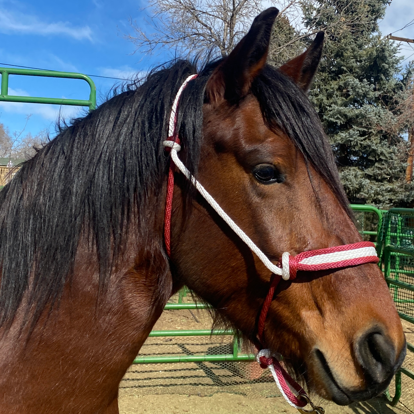 Equine Business Branding | Burgundy & White Rope Halter for Horses | Quad Band | Original Handmade Design