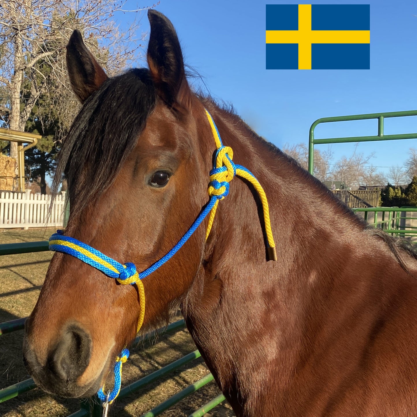 Sweden Flag Colors - Sky Blue & Yellow Rope Halter for Horses | Original Handmade Design