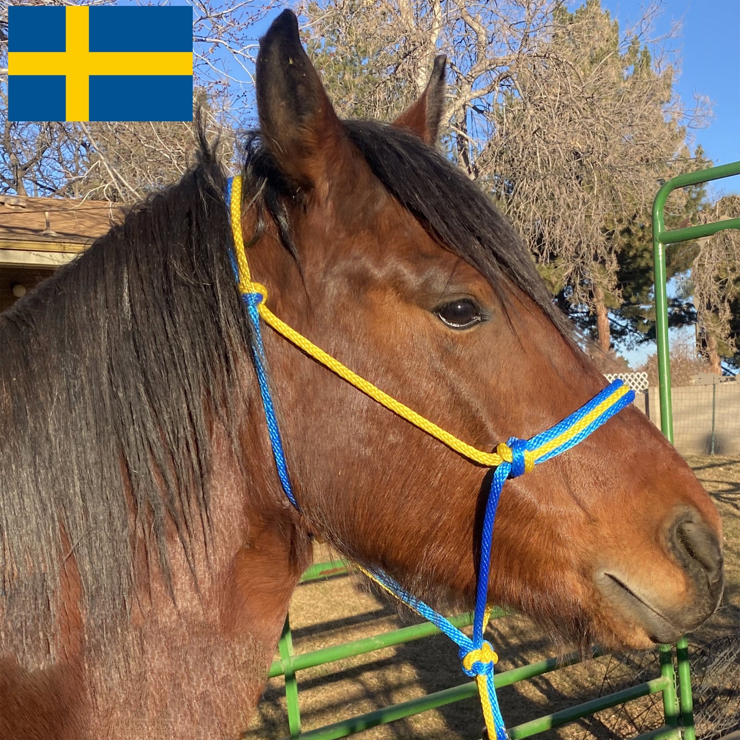 Sweden Flag Colors - Sky Blue & Yellow Rope Halter for Horses | Original Handmade Design