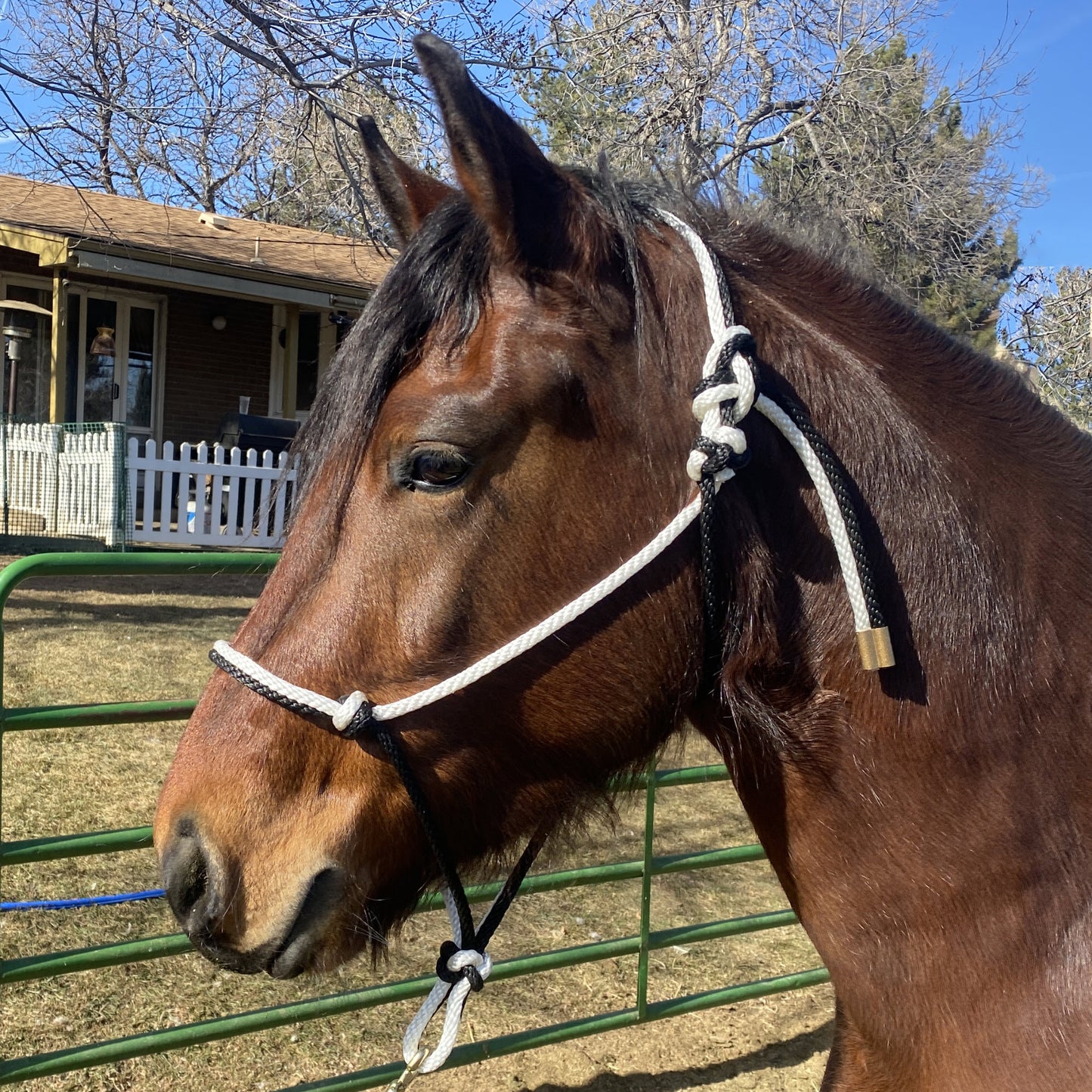 Equine Business Branding | Black & White Halter for Horses | Two Band | Original Handmade Design