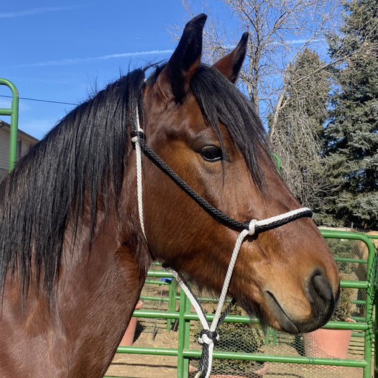 Equine Business Branding | Black & White Halter for Horses | Two Band | Original Handmade Design