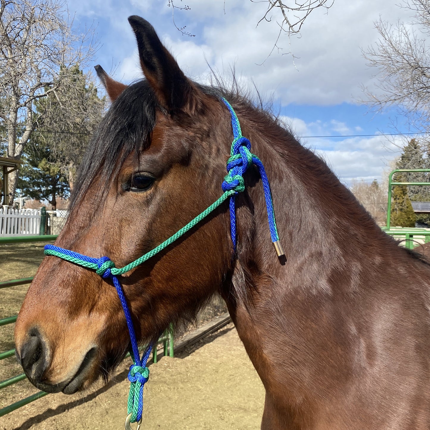 Equine Business Branding | Green & Navy Blue Halter for Horses | Two Band | Original Handmade Design