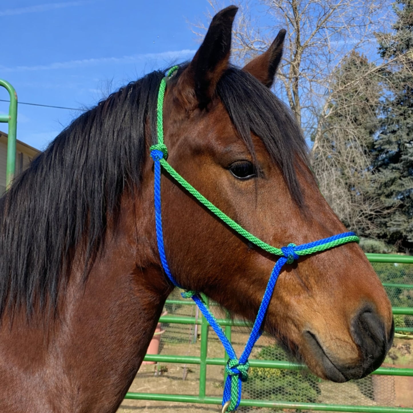Equine Business Branding | Green & Navy Blue Halter for Horses | Two Band | Original Handmade Design