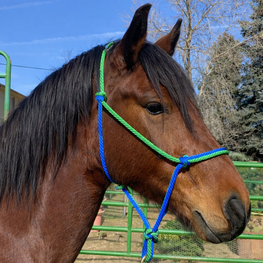 Equine Business Branding | Green & Navy Blue Halter for Horses | Two Band | Original Handmade Design
