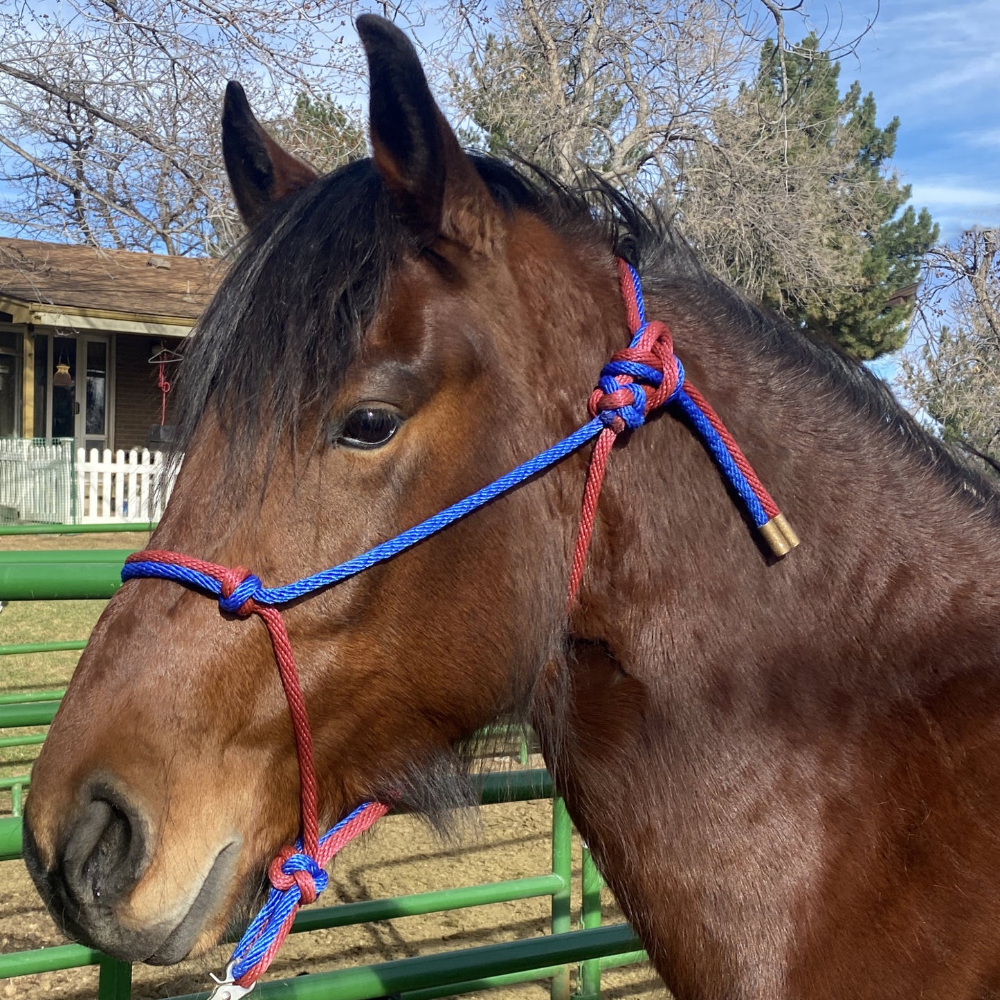 Equine Business Branding | Burgundy & Navy Blue Halter for Horses | Two Band | Original Handmade Design