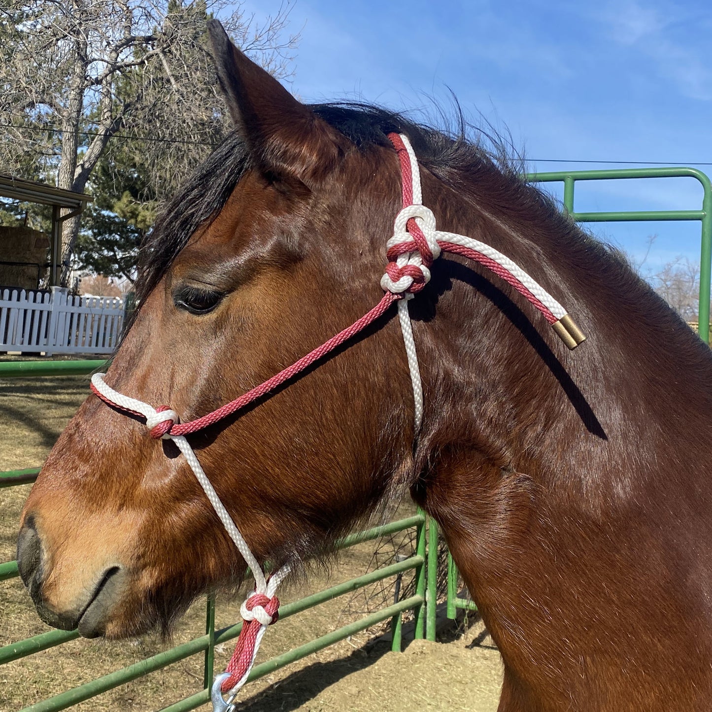 Equine Business Branding | Burgundy & White Rope Halter for Horses | Two Band | Original Handmade Design