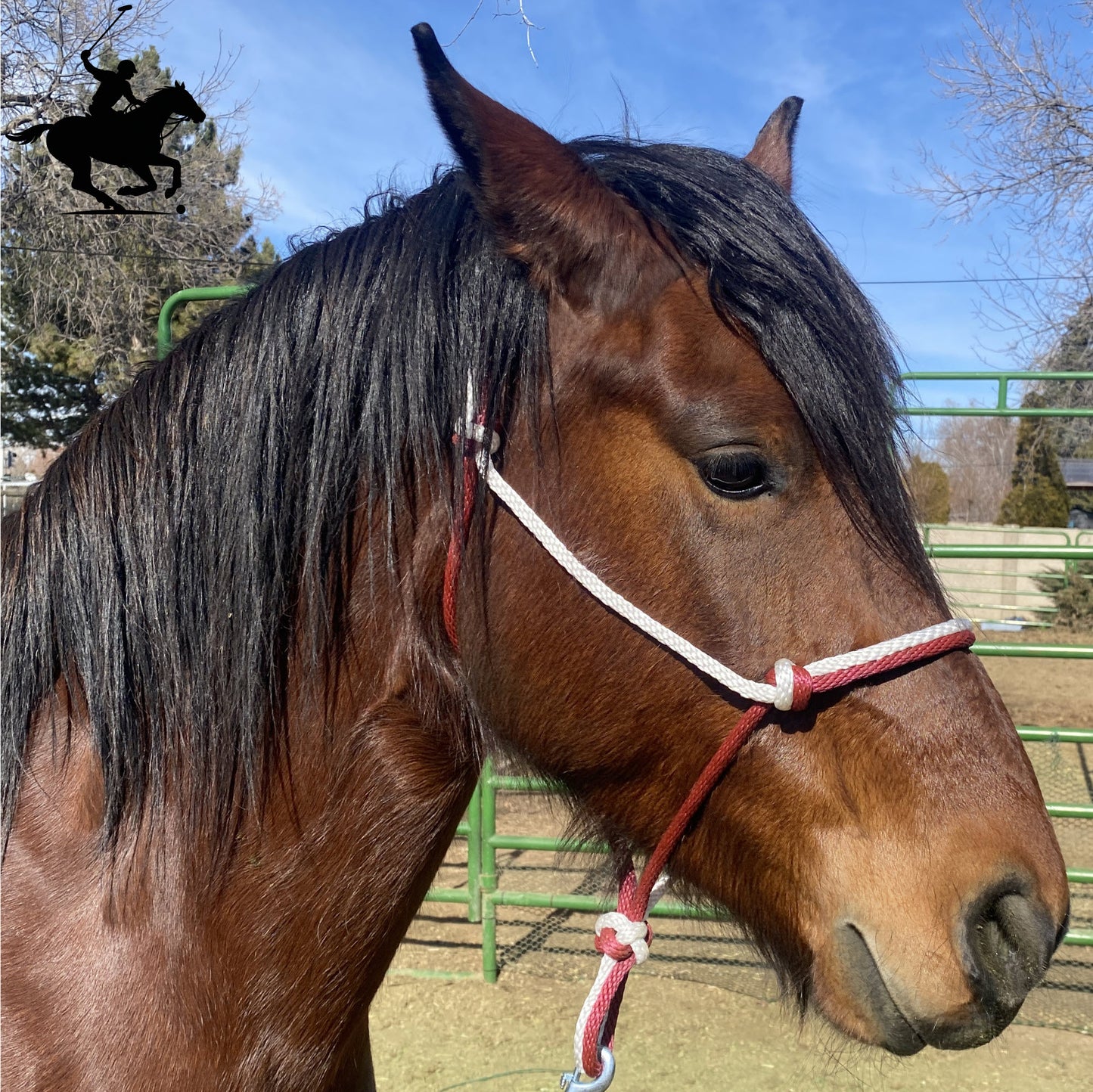 Polo and Equestrian Teams | Burgundy & White Rope Halter | Hand-Tied | Custom Colors