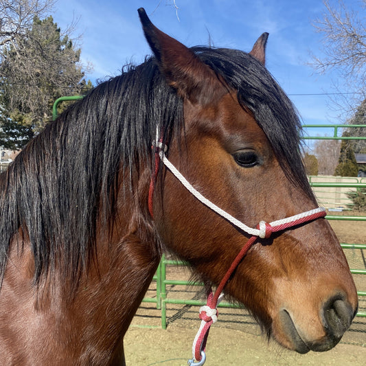 Equine Business Branding | Burgundy & White Rope Halter for Horses | Two Band | Original Handmade Design
