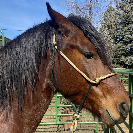 Equine Business Branding | Forest Green & Mid-Tan Halter for Horses | Two Band | Original Handmade Design