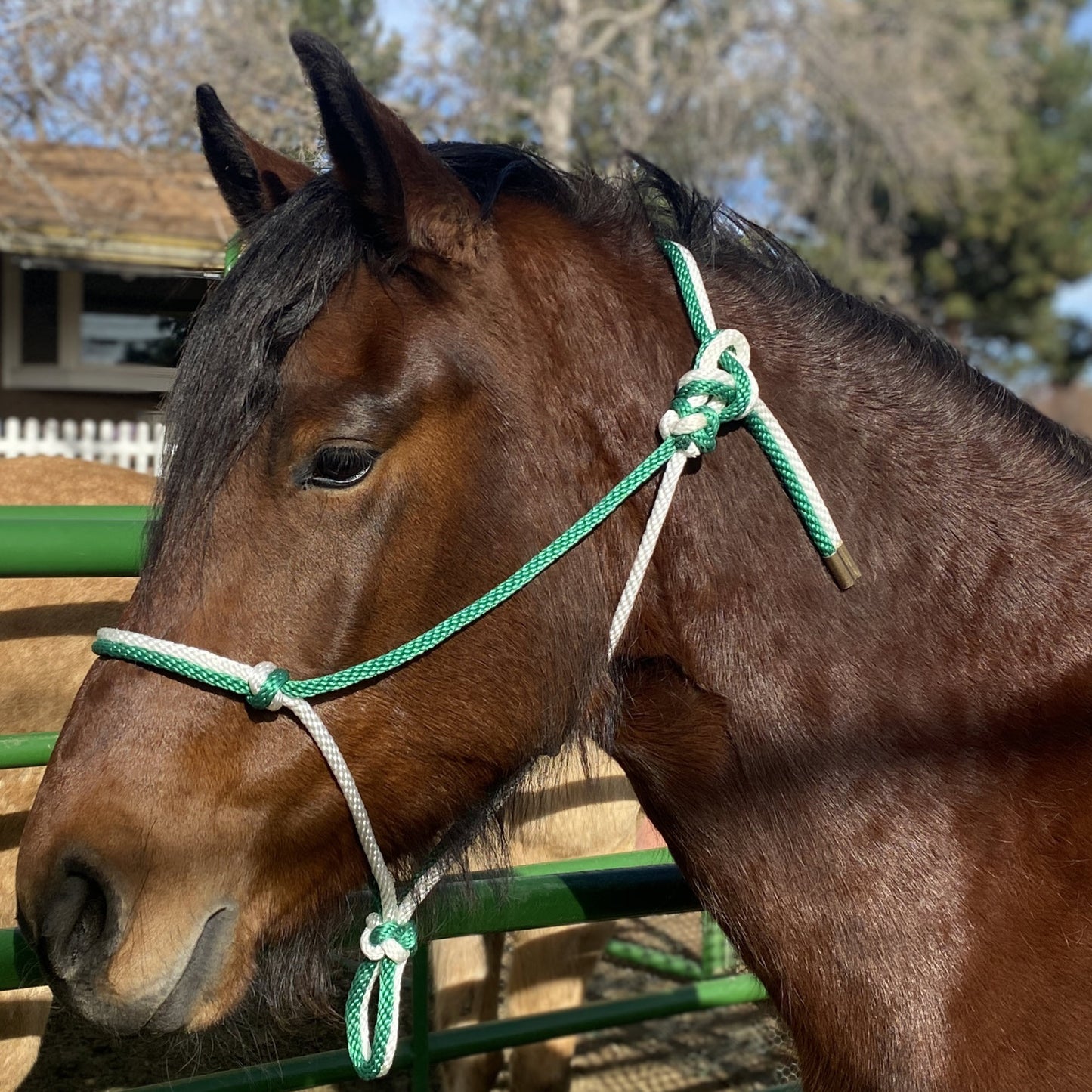 Equine Business Branding | Green & White Halter for Horses | Two Band | Original Handmade Design