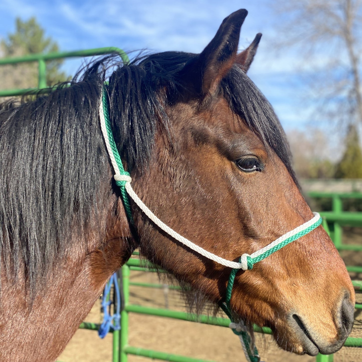 Equine Business Branding | Green & White Halter for Horses | Two Band | Original Handmade Design