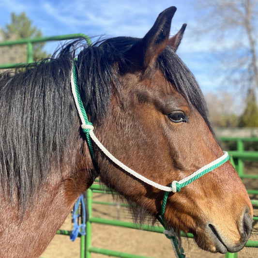 Equine Business Branding | Green & White Halter for Horses | Two Band | Original Handmade Design