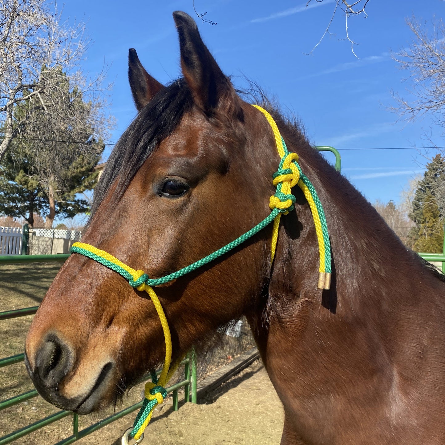 Equine Business Branding | Green & Yellow Halter for Horses | Two Band | Original Handmade Design