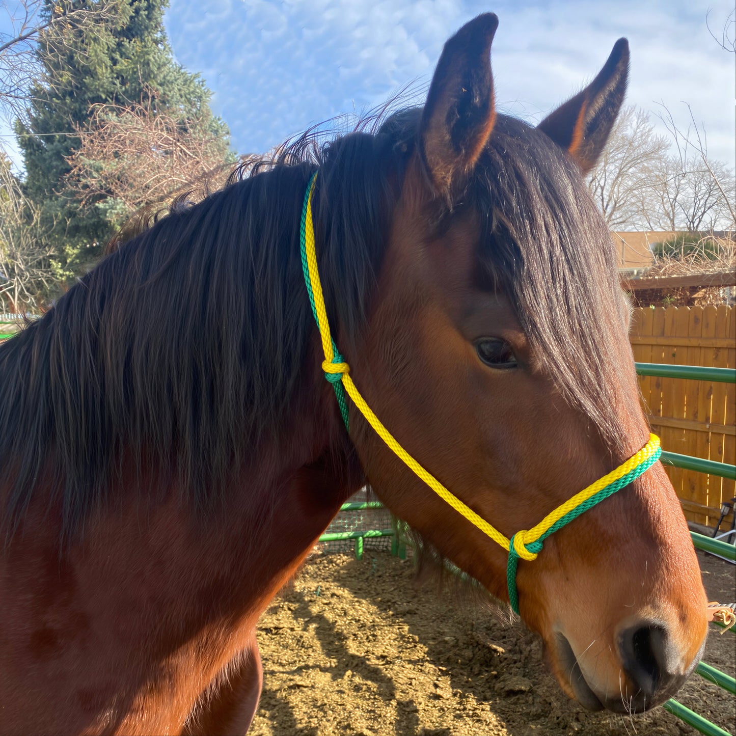 Equine Business Branding | Green & Yellow Halter for Horses | Two Band | Original Handmade Design