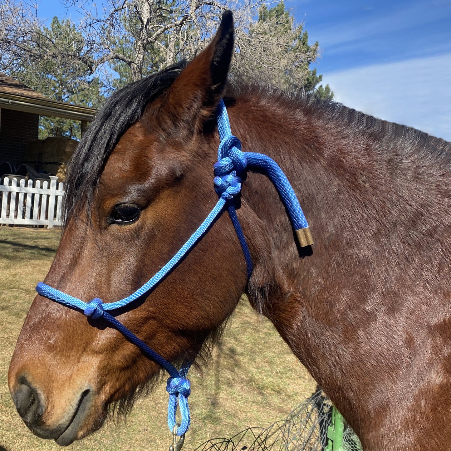Equine Business Branding | Sky Blue & Navy Blue Halter for Horses | Two Band | Original Handmade Design