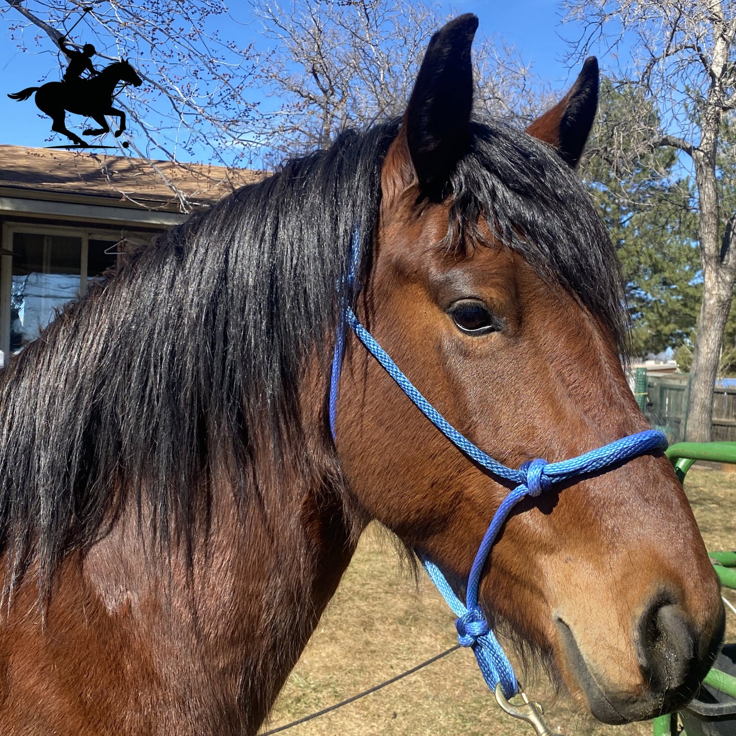 Polo and Equestrian Teams | Sky Blue & Navy Blue Rope Halter | Hand-Tied | Custom Colors