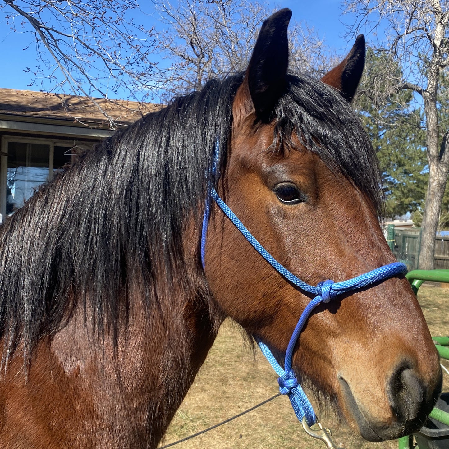 Equine Business Branding | Sky Blue & Navy Blue Halter for Horses | Two Band | Original Handmade Design