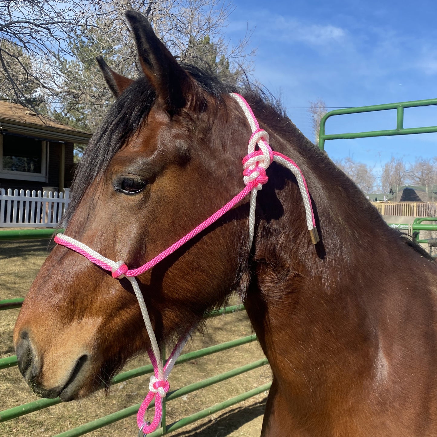 Equine Business Branding | Pink & White Halter for Horses | Two Band | Original Handmade Design