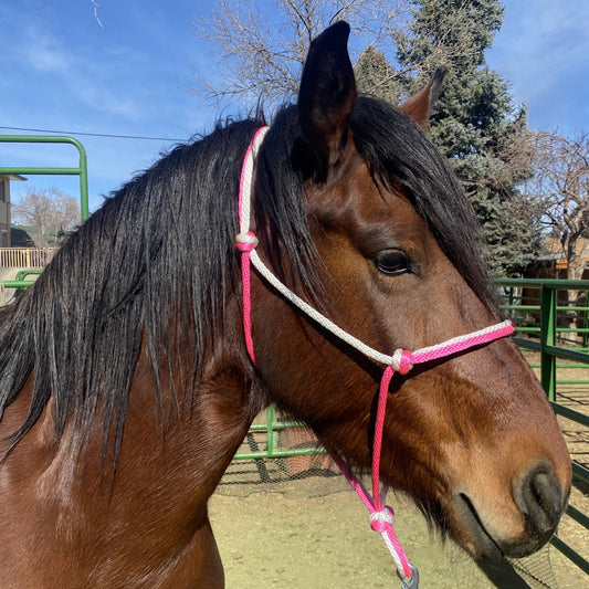 Equine Business Branding | Pink & White Halter for Horses | Two Band | Original Handmade Design