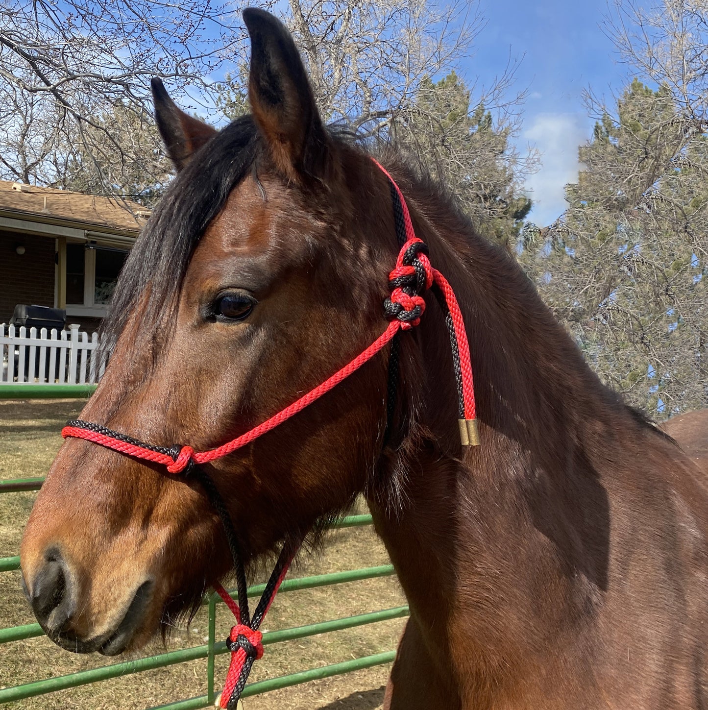 Equine Business Branding | Red & Black Rope Halter for Horses | Two Band | Original Handmade Design