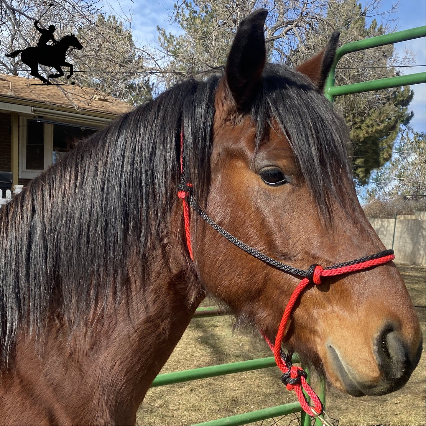 Polo and Equestrian Teams | Red & Black Rope Halter | Hand-Tied | Custom Colors