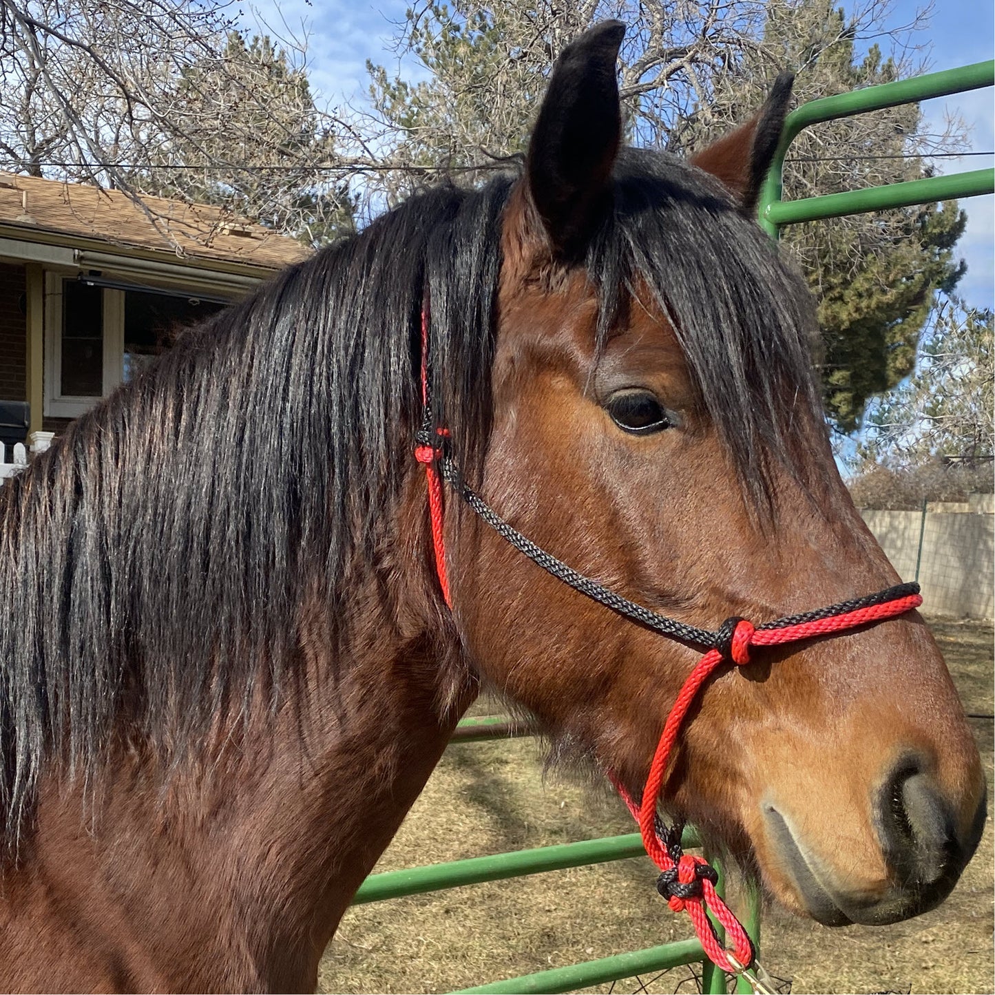 Equine Business Branding | Red & Black Rope Halter for Horses | Two Band | Original Handmade Design
