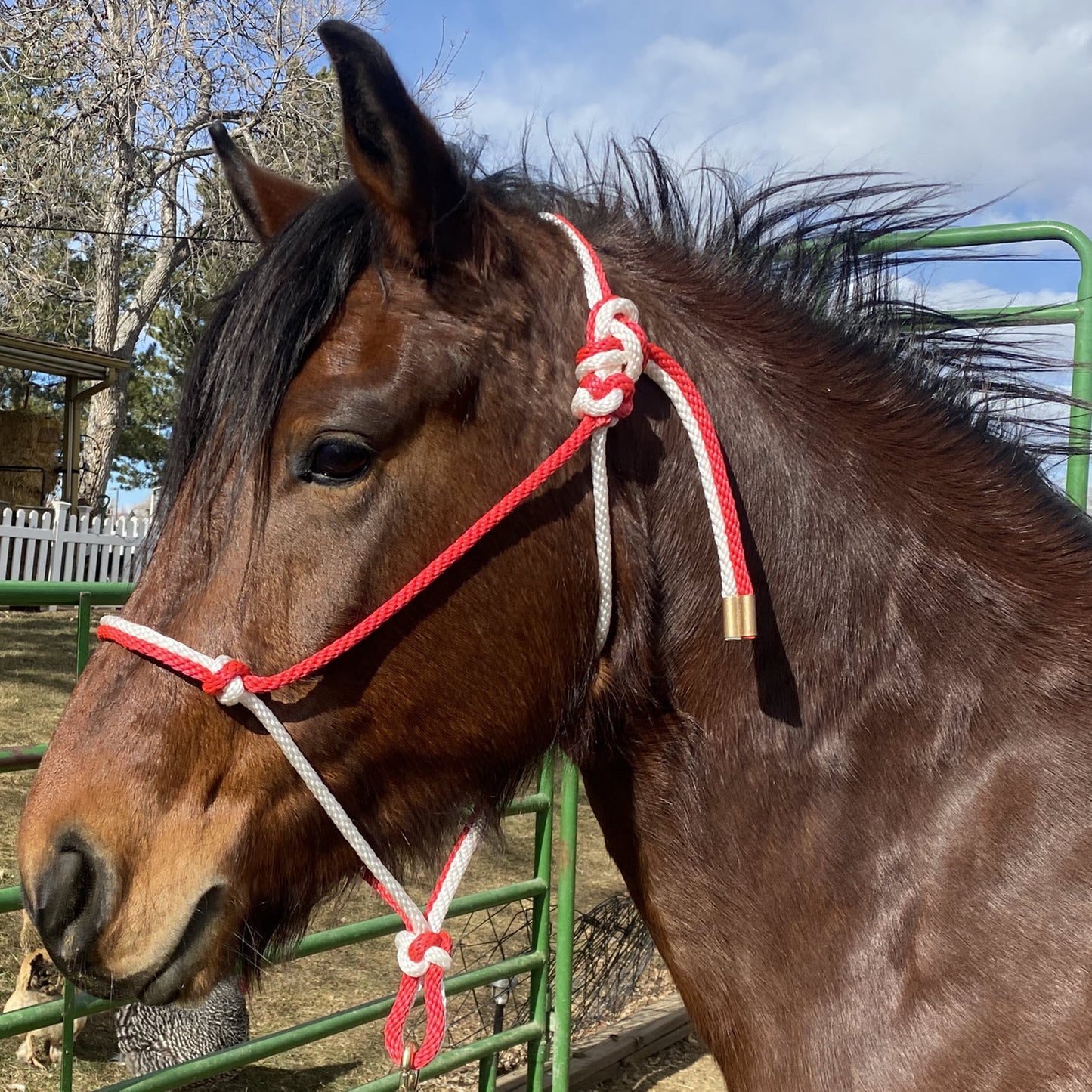 Equine Business Branding | Red & White Halter for Horses | Two Band | Original Handmade Design