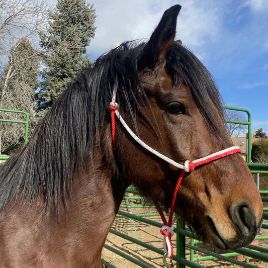 Equine Business Branding | Red & White Halter for Horses | Two Band | Original Handmade Design