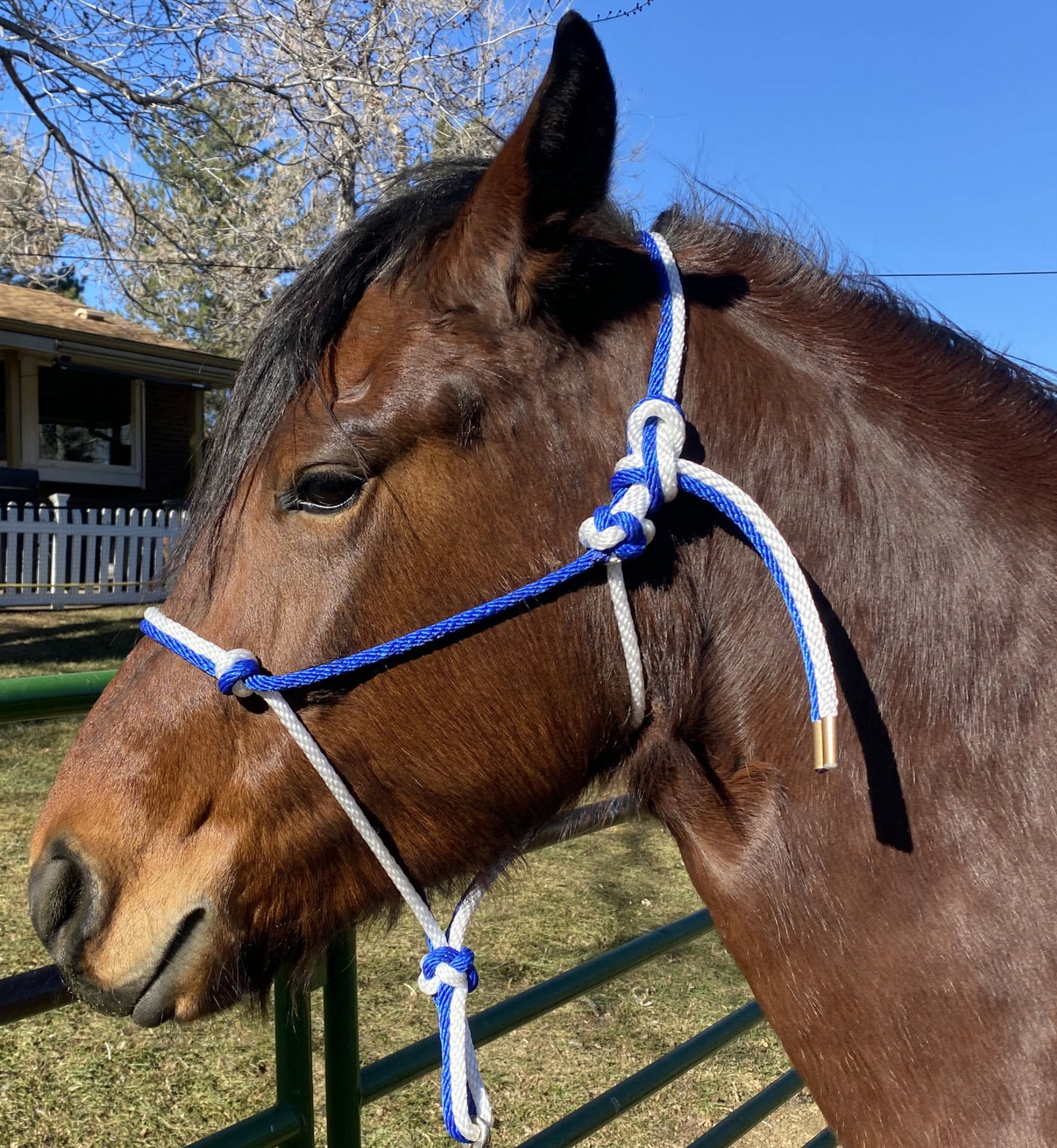 Equine Business Branding | Royal Blue & White Halter for Horses | Two Band | Original Handmade Design