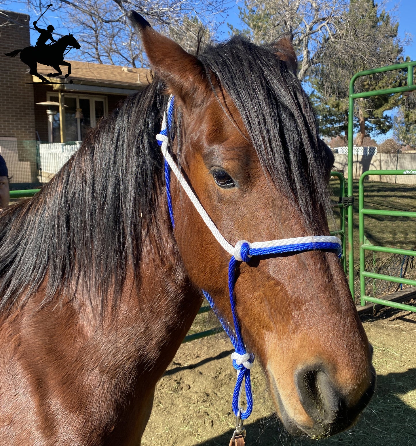 Polo and Equestrian Teams | Royal Blue & White Rope Halter | Hand-Tied | Custom Colors