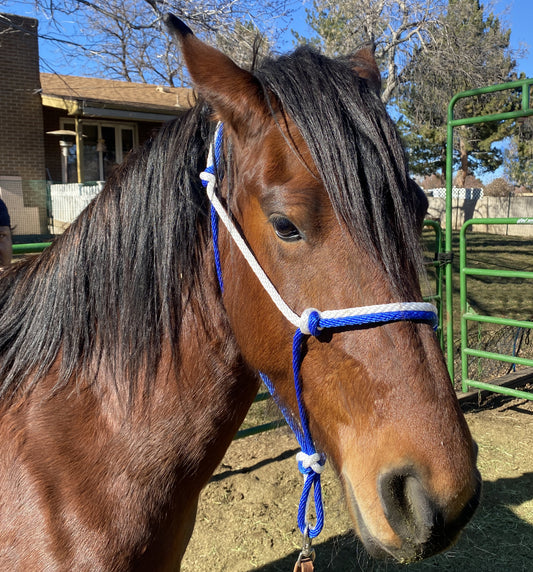 Equine Business Branding | Royal Blue & White Halter for Horses | Two Band | Original Handmade Design