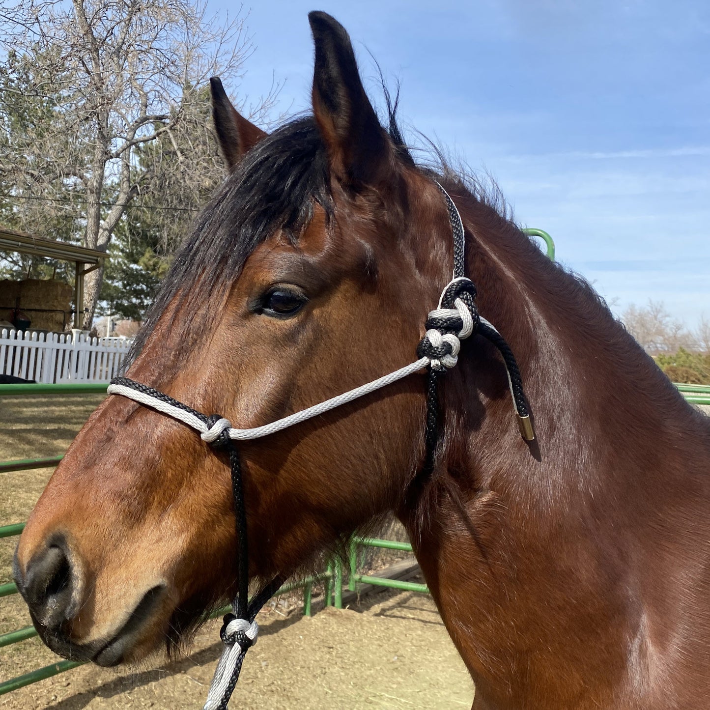 Equine Business Branding | Silver & Black Halter for Horses | Two Band | Original Handmade Design