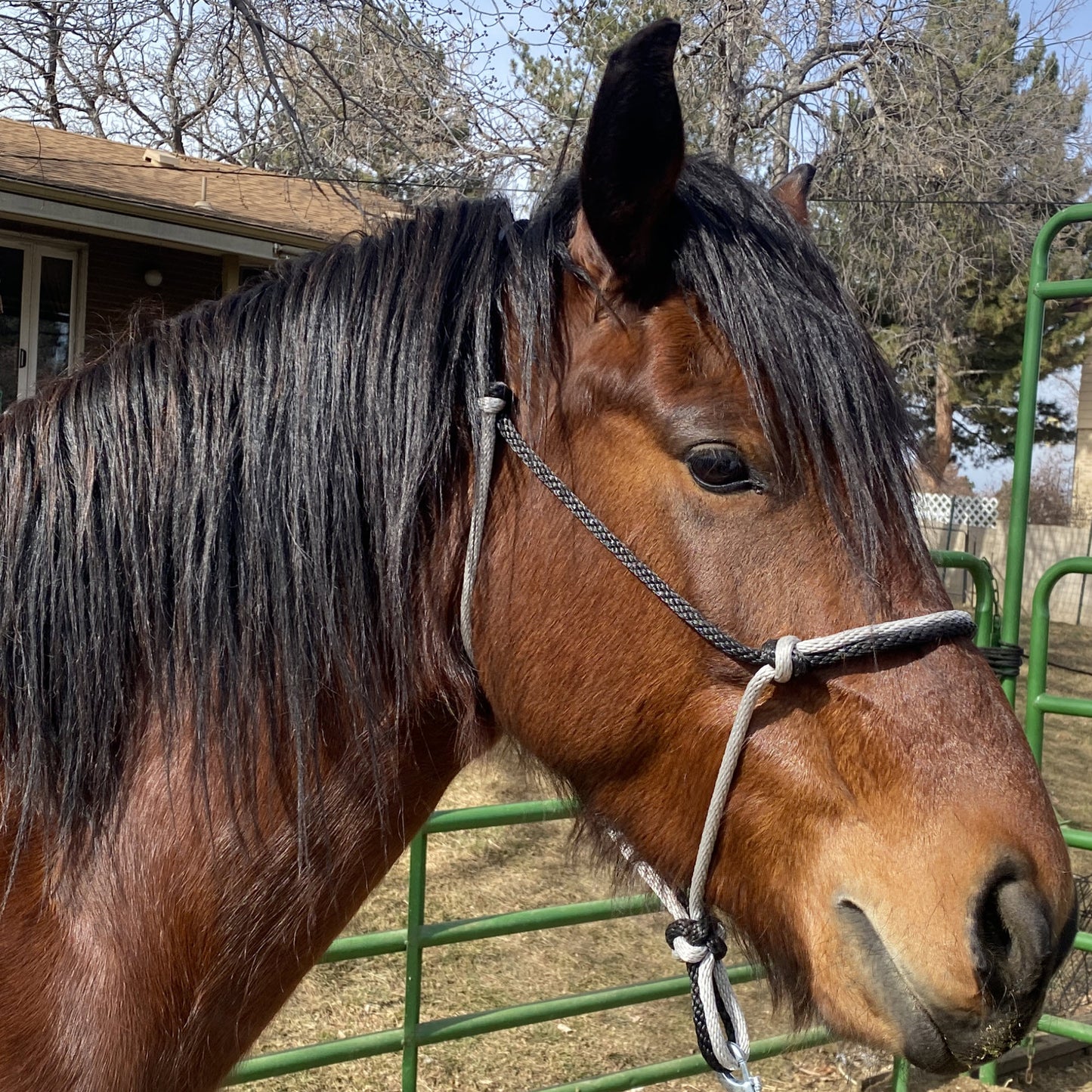 Equine Business Branding | Silver & Black Halter for Horses | Two Band | Original Handmade Design