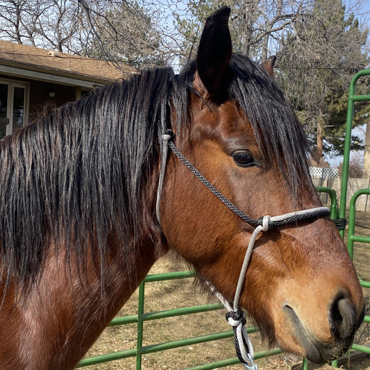 Equine Business Branding | Silver & Black Halter for Horses | Two Band | Original Handmade Design