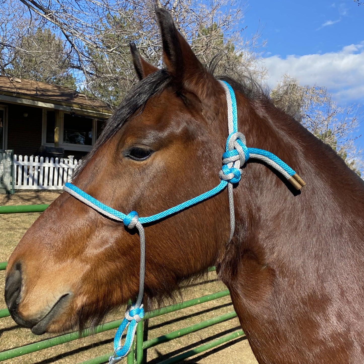 Equine Business Branding | Teal & Silver Halter for Horses | Two Band | Original Handmade Design