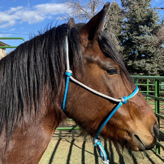 Equine Business Branding | Teal & Silver Halter for Horses | Two Band | Original Handmade Design