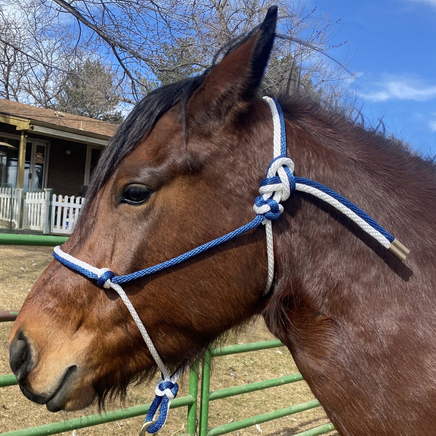 Equine Business Branding | Navy Blue & White Halter for Horses | Two Band | Original Handmade Design