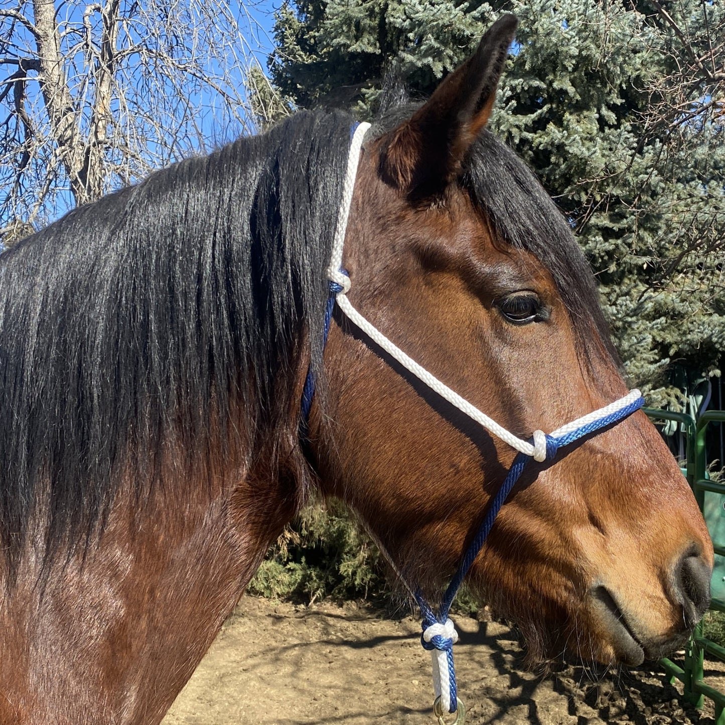 Equine Business Branding | Navy Blue & White Halter for Horses | Two Band | Original Handmade Design