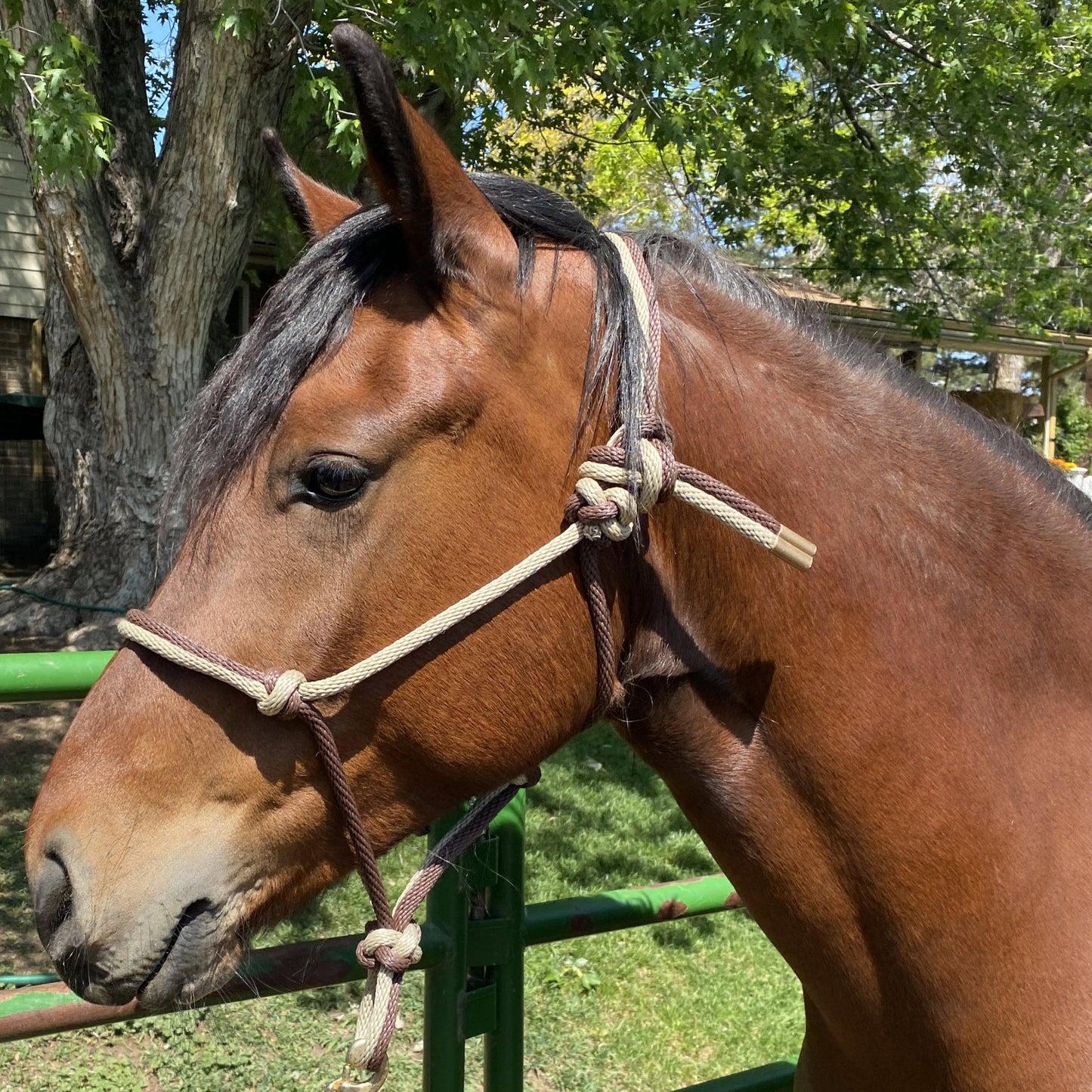 Western Classics | Brown & Light Tan Rope Halter for Horses | Two Band | Original Handmade Design